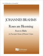 Roses are blooming 
