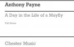 A Day In The Life Of A Mayfly 