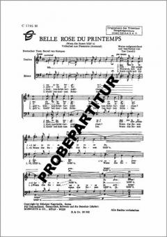 Belle rose du printemps 