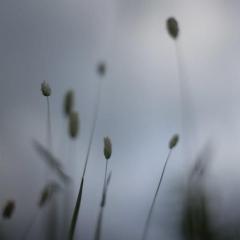 A Snowflake von Peter Broderick (Download) 