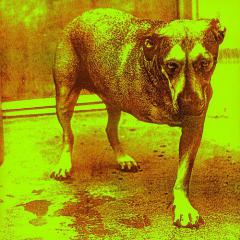 Again von Alice In Chains (Download) 