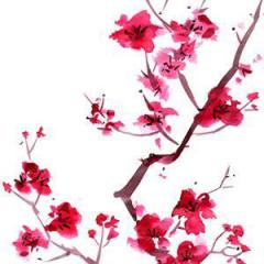 Sakura (Cherry Blossoms) (Download) 
