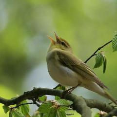 Mon Oiseau Qui Chante von Alain Legrand (Download) 