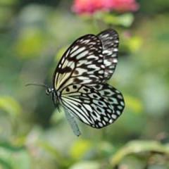 Paruparong Bukid (Download) 