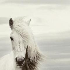 Mi Caballo Blanco von Chilean Folksong (Download) 